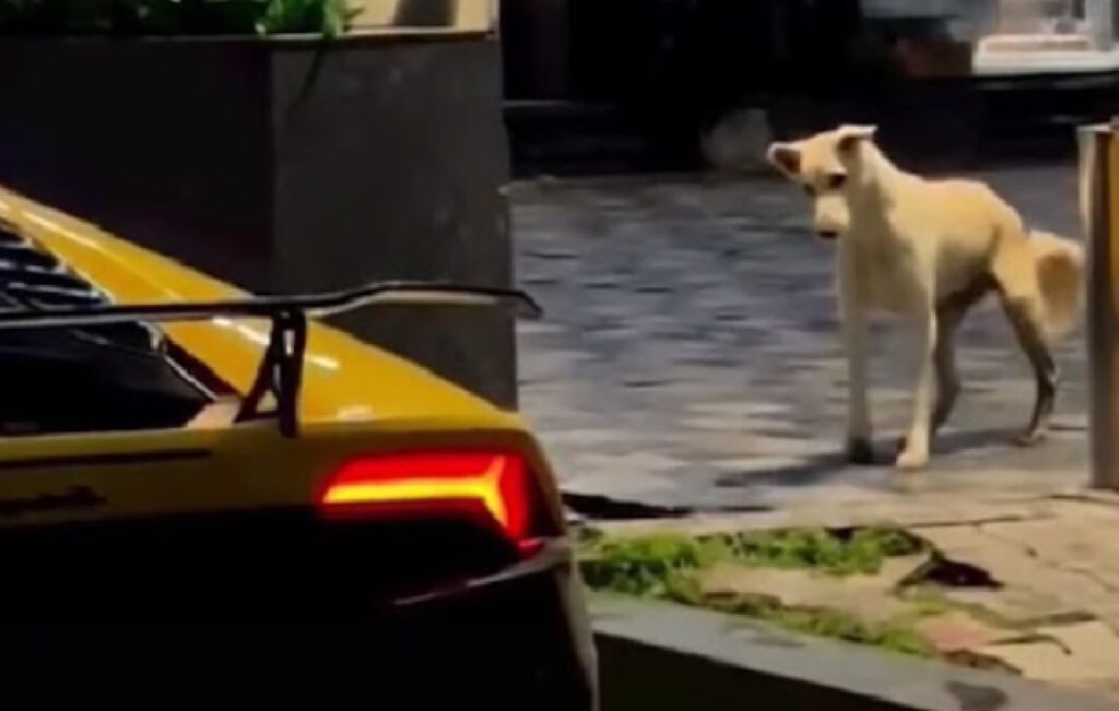 cane lamborghini