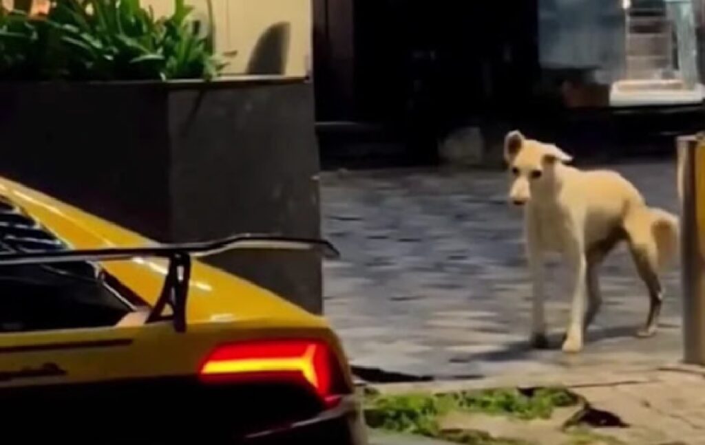 cane testa lamborghini