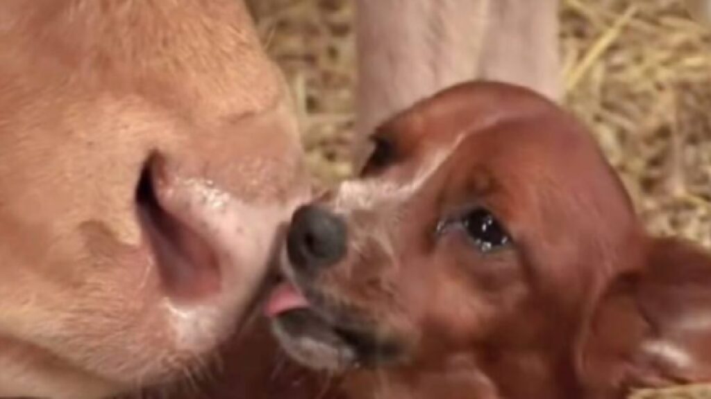 un cane piange quando incontra mucca