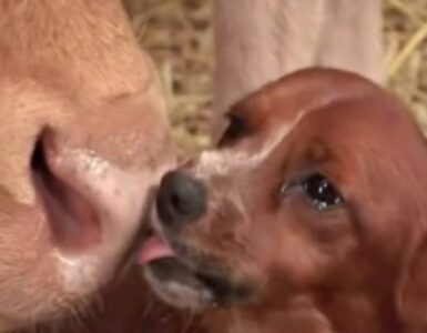 un cane piange quando incontra mucca