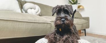 cane pipì casa