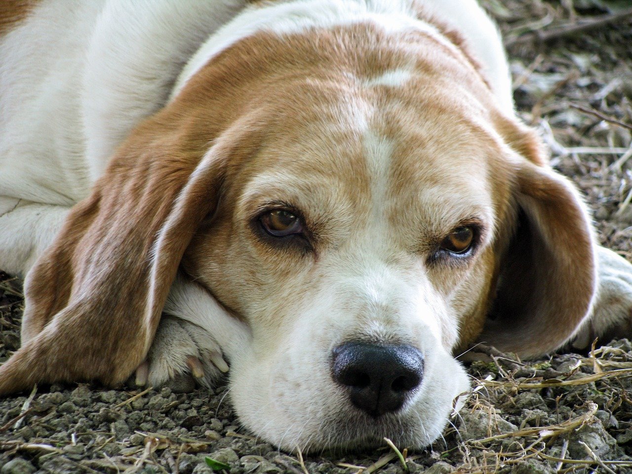 cane pipì casa