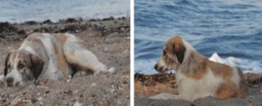 cane randagio trova una casa
