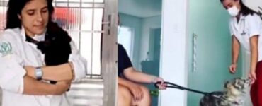 veterinario tranquillizza cane randagio