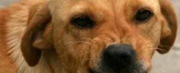 cane riconosce persona cattiva