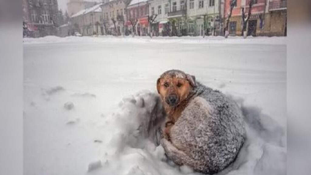 cane salva neve