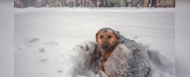 cane salva neve