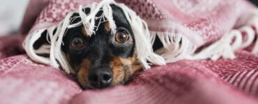 cane terrorizzato da te