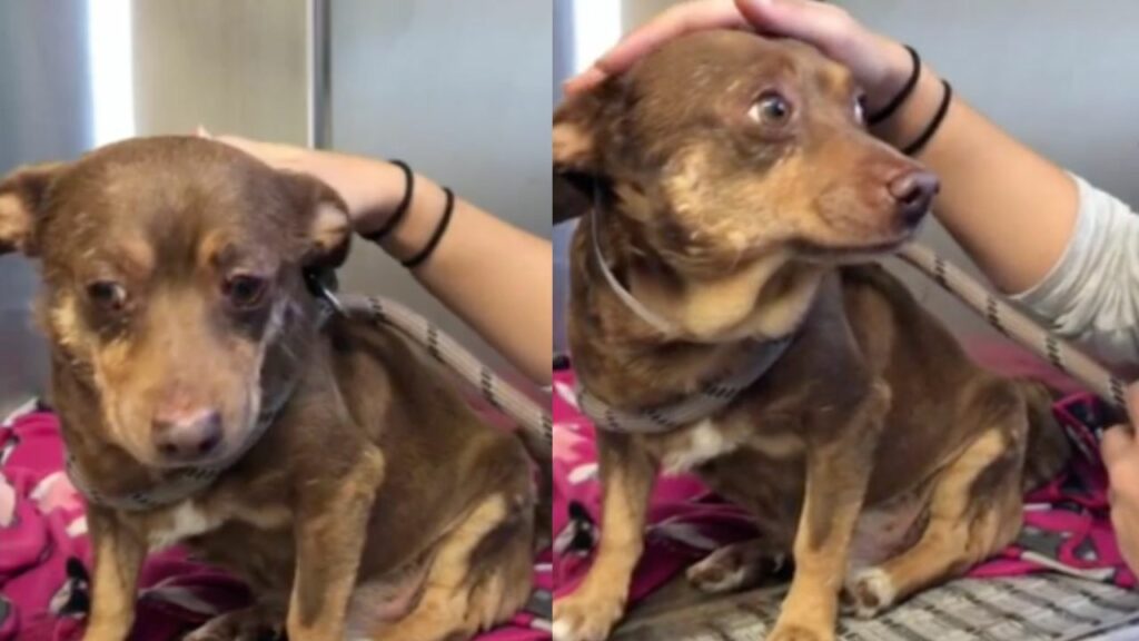 Il volto triste e disperato di questo cane anziano recluso in canile spezza i cuori