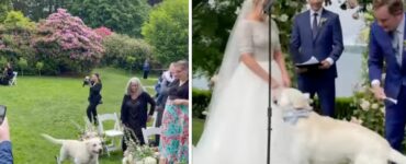 L'ingresso di questo cane al matrimonio dei suoi padroni è esilarante