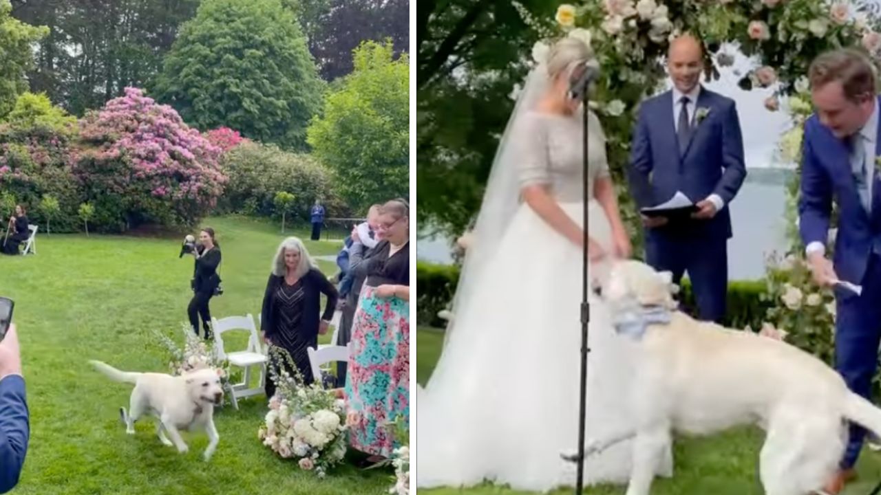 L'ingresso di questo cane al matrimonio dei suoi padroni è esilarante