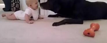 La reazione del cane quando la bambina gattona per la prima volta scioglie i genitori (VIDEO)