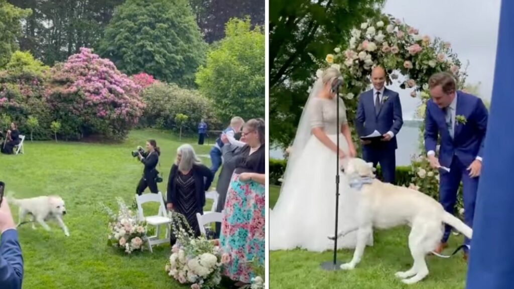 L'ingresso di questo cane al matrimonio dei suoi padroni è esilarante