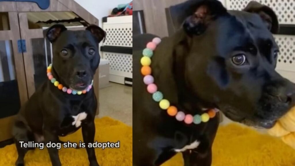 Cane randagio scopre di essere stato adottato e non contiene la sua gioia (VIDEO)