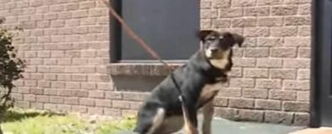 La storia straziante di un 17enne senzatetto costretto a lasciare il suo cane in canile