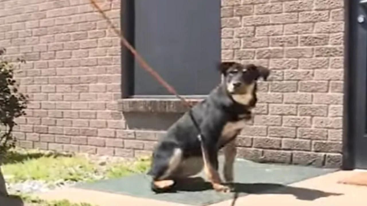La storia straziante di un 17enne senzatetto costretto a lasciare il suo cane in canile