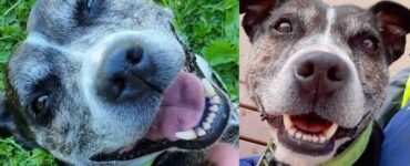 Cane rimasto solo dopo la morte del suo padrone: cerca una nuova casa, ma nessuno vuole adottarlo