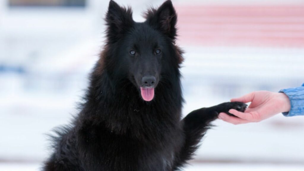 Secondo uno studio, i cani ignorano le persone che non piacciono ai loro padroni