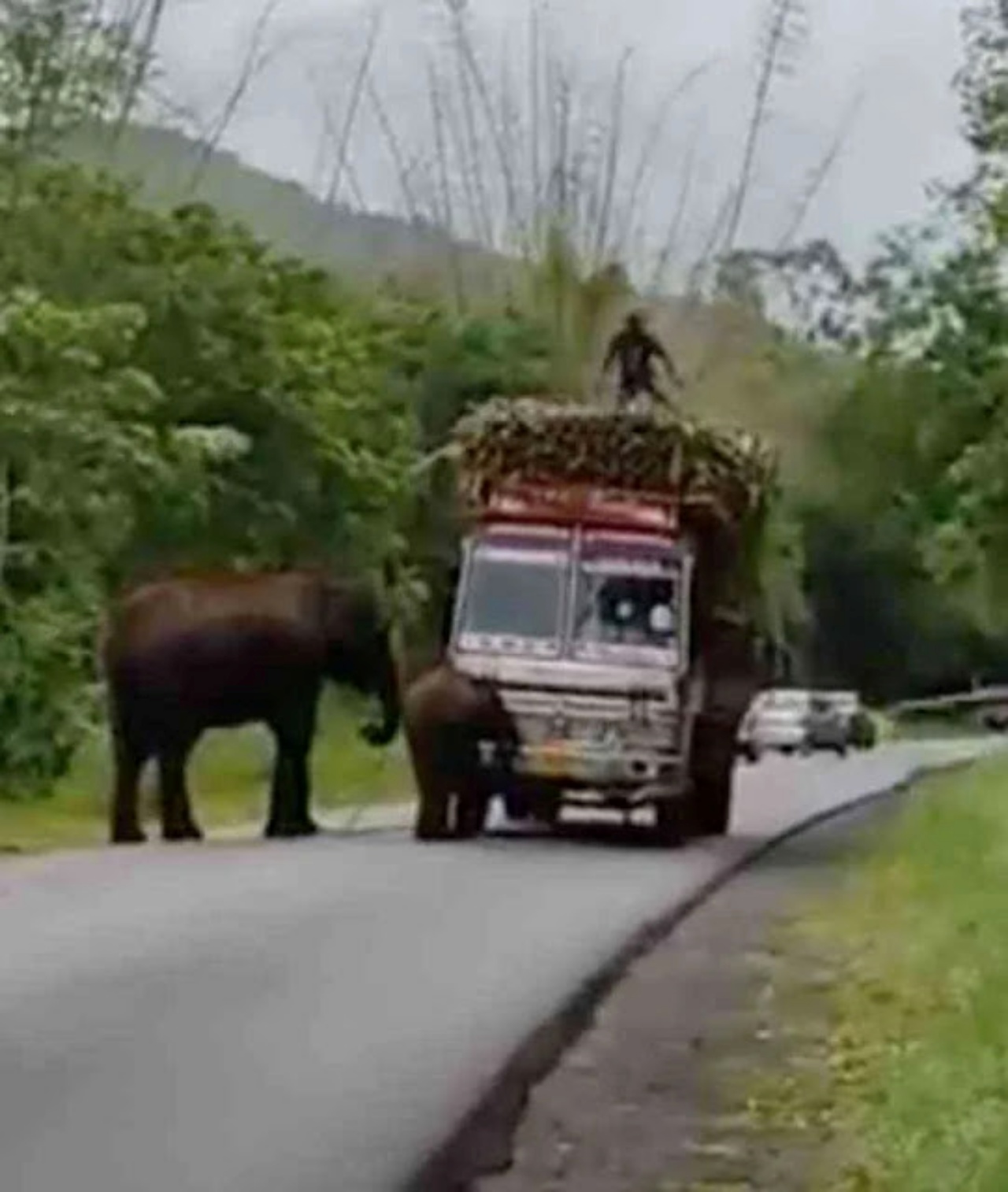 elefanti e camion