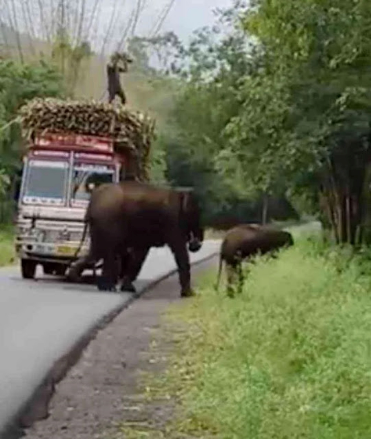 animali vogliono la canna da zucchero