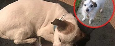 cane si affeziona alla ciotola cibo
