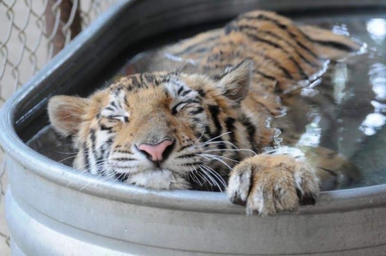 circo tigre rilassata