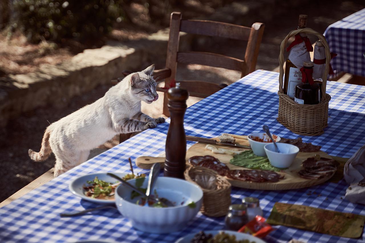 comandamenti gatto