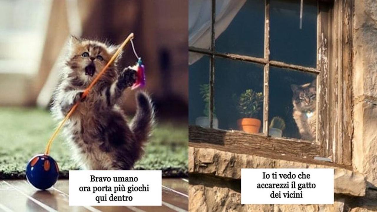 comandamenti gatto