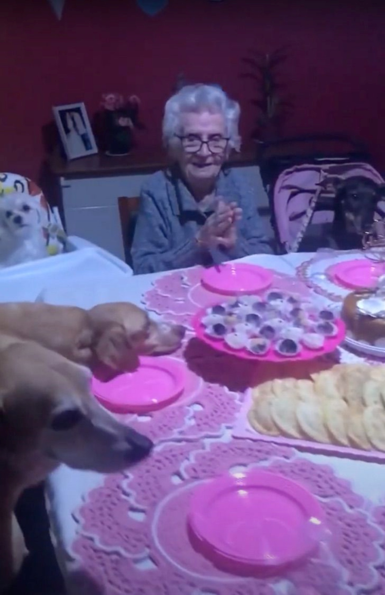 anziana e compagni cuccioli