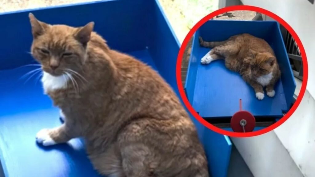 Costruisce ascensore per il suo gatto anziano