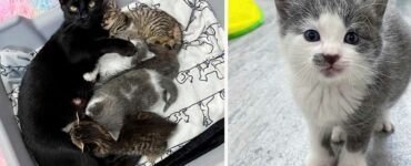 Gattina abbandonata in un palazzo con i suoi cuccioli è molto grata alla donna che l'ha salvata