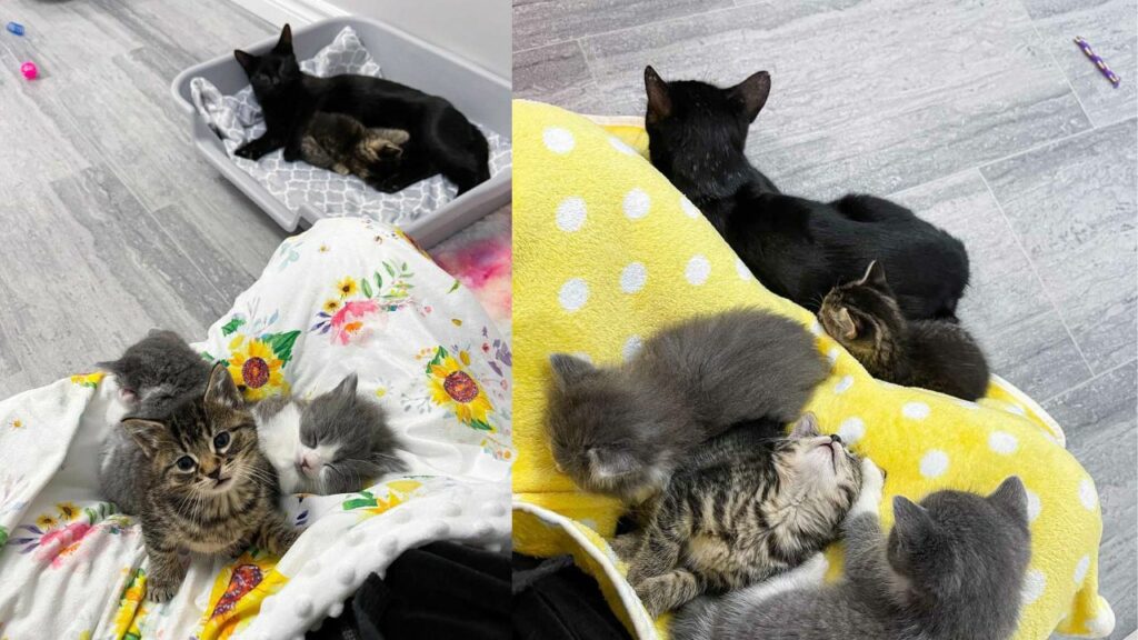 Gattina abbandonata in un palazzo con i suoi cuccioli è molto grata alla donna che l'ha salvata