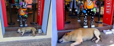 I proprietari di un negozio di abbigliamento adottano un cucciolo di cane arrivato per caso