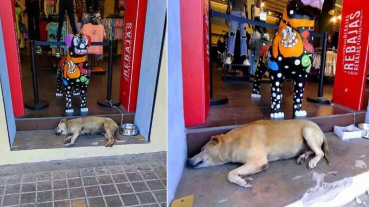I proprietari di un negozio di abbigliamento adottano un cucciolo di cane arrivato per caso