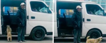 Cucciolo vede che il furgoncino del suo proprietario è vuoto e inizia a invitare i passeggeria salire
