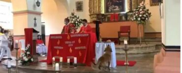 Cucciolo di cane randagio ruba il pane al prete durante la funzione religiosa