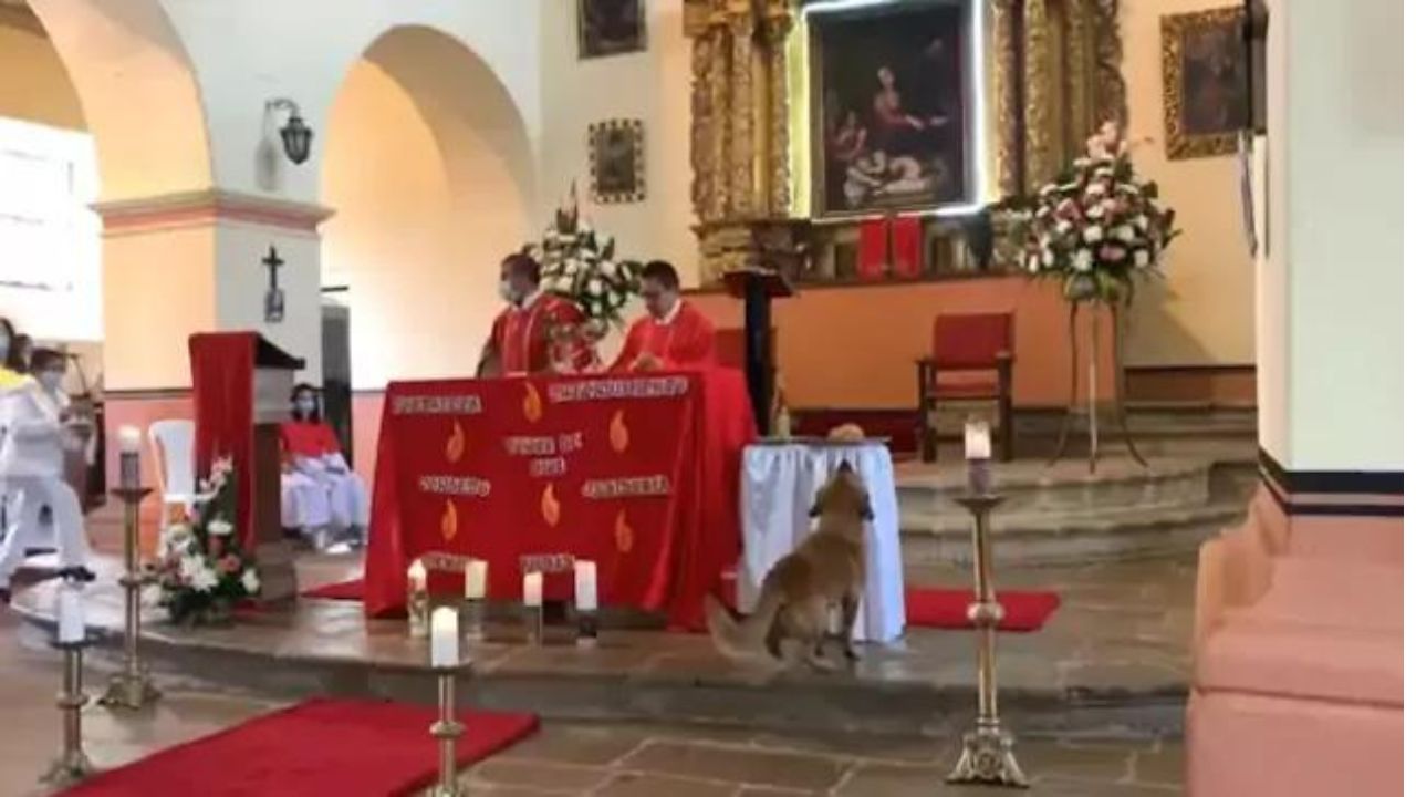 Cucciolo di cane randagio ruba il pane al prete durante la funzione religiosa