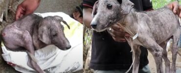 Dopo essere stato trovato in condizioni pietose, questo cucciolo di cane si trasforma in una meraviglia