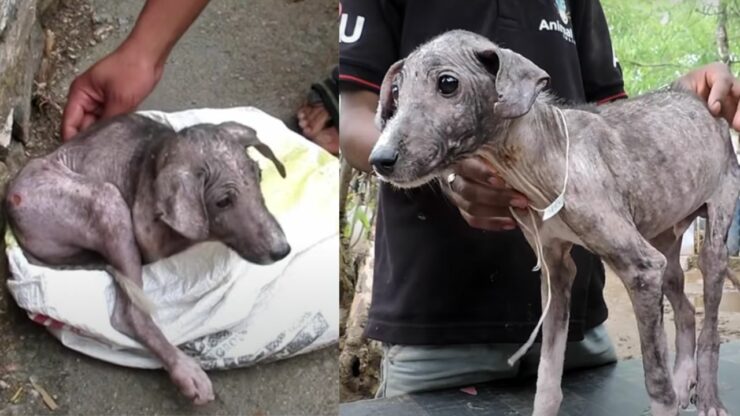 Dopo essere stato trovato in condizioni pietose, questo cucciolo di cane si trasforma in una meraviglia