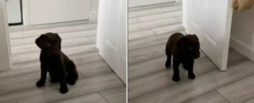 Questo cucciolo di Labrador si guarda per la prima volta allo specchio e la sua reazione è bellissima