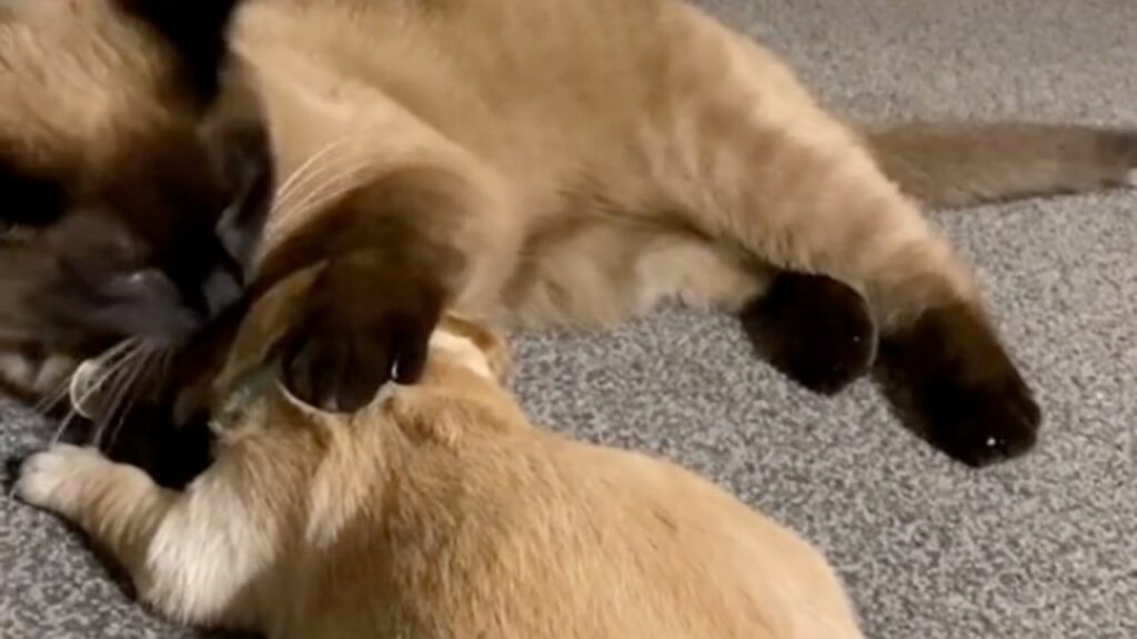 Gatto conforta cucciolo di cane che piange (VIDEO)