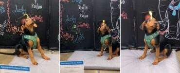 Cucciolo si diploma alla scuola di addestramento e posa orgoglioso del suo traguardo