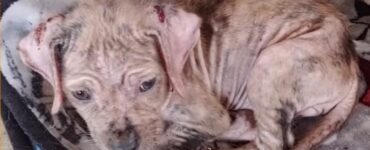 Cucciolo abbandonato si trasforma in un bellissimo e dolcissimo cane felice