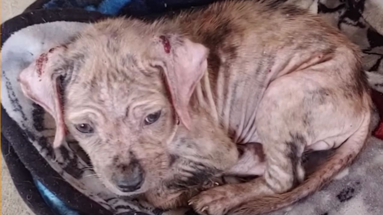 Cucciolo abbandonato si trasforma in un bellissimo e dolcissimo cane felice