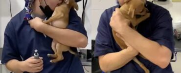 Il veterinario viene ripreso mentre cerca di calmare un cucciolo ballando (VIDEO)