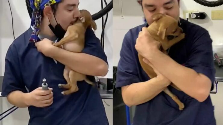 Il veterinario viene ripreso mentre cerca di calmare un cucciolo ballando (VIDEO)