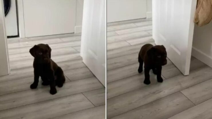 Questo cucciolo di Labrador si guarda per la prima volta allo specchio e la sua reazione è bellissima