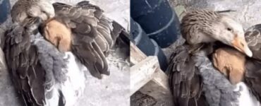 oca salva il cucciolo tremante