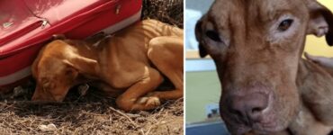 Cucciolo viene abbandonato in una valigia in mezzo al nulla, ma non smette di combattere: ecco come è diventato