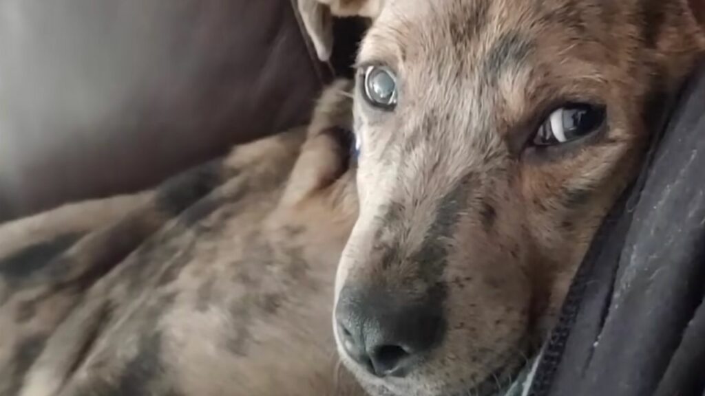 Cucciolo abbandonato si trasforma in un bellissimo e dolcissimo cane felice